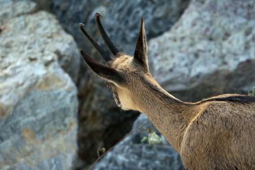 Mountain Goat Gemse Inquisitive Rocks Brown Goat