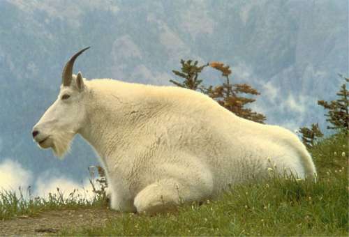 Mountain Goat Male Mammal Wild Oreamnos Americanus