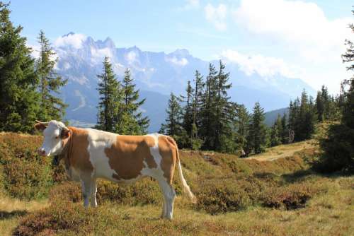 Mountain Landscape Cow Austria Mountains Pasture