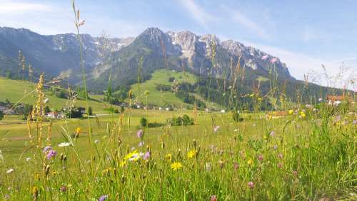 Mountain Meadow Spring Meadow Flowers Alpine