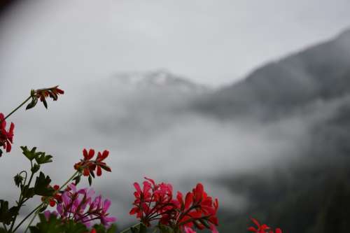 Mountains Flower Mountain Cloud