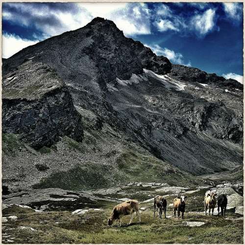 Mountains Mountain Farm Cows Switzerland