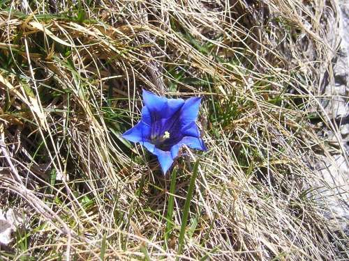 Mountains Alpine Gentian Blue Purple Flower