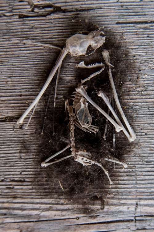 Mouse Skeleton Bone Pile Frame Dead Bone Fur