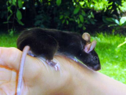 Mouse Color Mouse Animal Mammal Rodent Tame Black