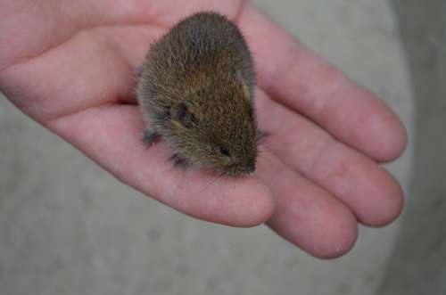 Mouse Field Mouse Animal Cute Trustful Hand