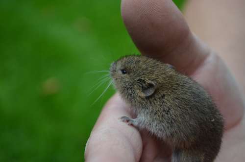 Mouse Nager Field Mouse Animal Cute