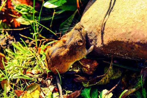 Mouse Field Mouse Mammal Apodemus Agrarius Garden