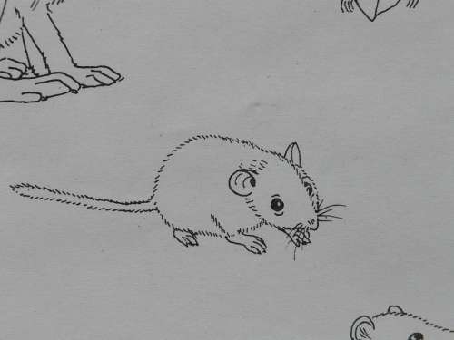 Mouse Animal Coloring Pages Paint Draw