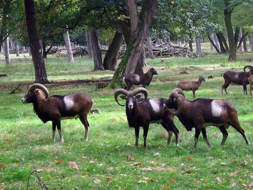 Muflon Sheep Goat Horns Wild Flock Autumn Forest