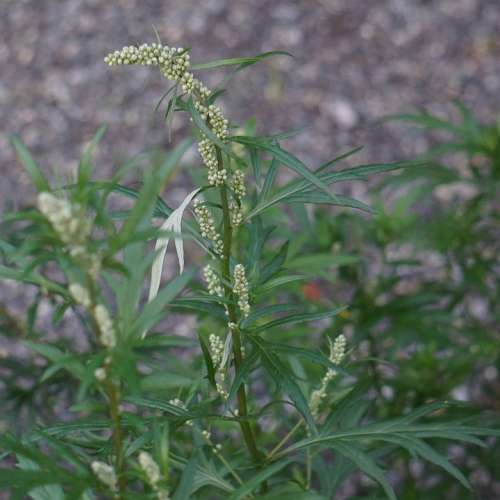 Mugwort Artemisia Vulgaris Pollen Allergy Flower Bud