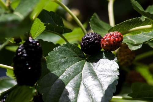 Mulberries Black Red Mulberry Tree Morus Moraceae