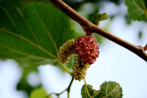 Mulberry White Pink Delicate Sweet Ripe Fruit