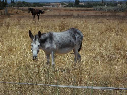 Mule Horse Muli Animal Husbandry Farm Pasture