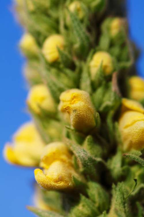 Mullein Flower Velvet Plant Verbascum
