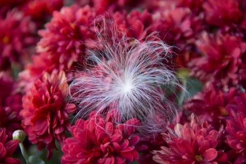 Mums Red Fuzzy Seed Fall Flowers Mum Decoration