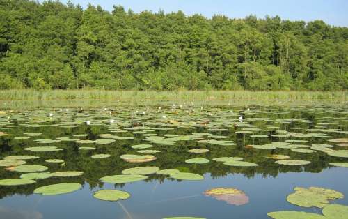 Müritz Lake Nature Nature Conservation Water