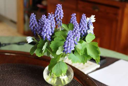 Muscari Vase Blue Flowers Blossom Bloom Bloom