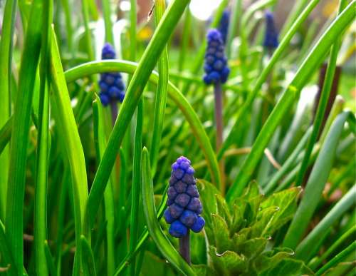 Muscari Grape Hyacinth Flowers Spring Bloom Blue