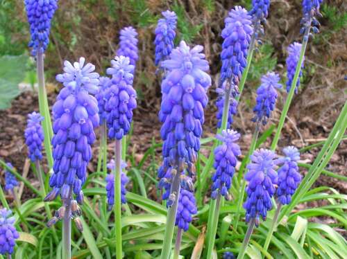 Muscari Flower Violet Common Grape Hyacinth