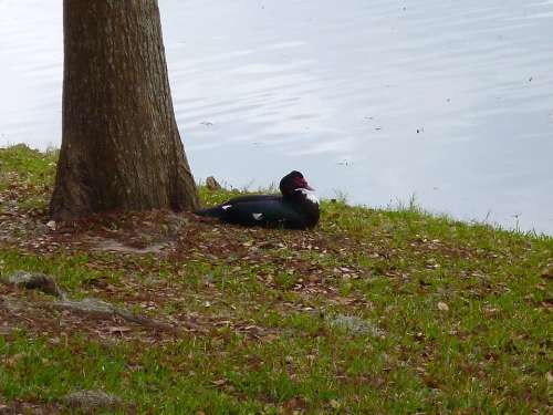 Muscovy Duck Black And White City Park Ocala Florida