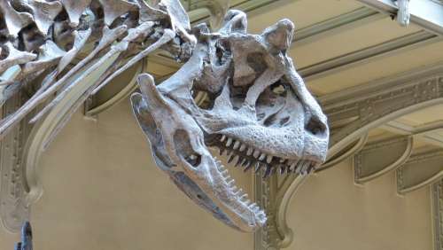Museum Skeleton Dinosaur Dinosaur Skeleton
