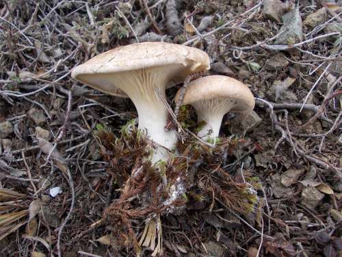 Mushroom Mushrooms Nature In The Fall Of