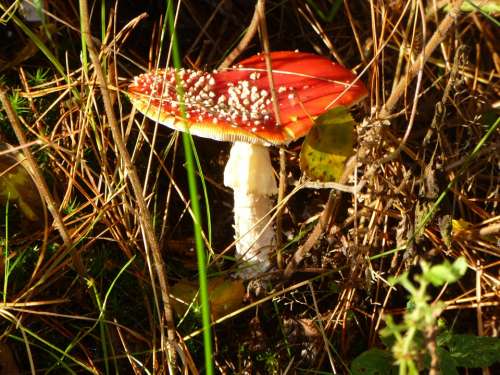 Mushroom Fly Agaric Autumn