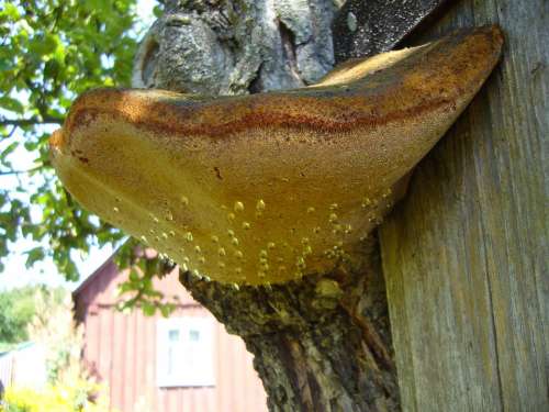 Mushroom Tree Fungus Dew Drip
