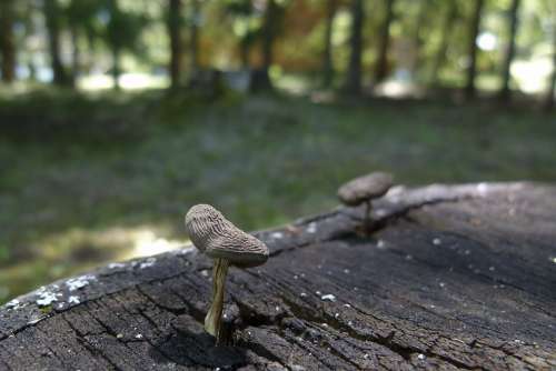 Mushroom Tree Stump Fungus Nature Plant Forest