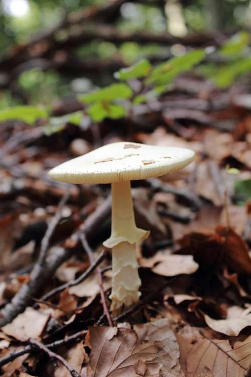 Mushroom Dry Leaves Forest Forest Floor Autumn