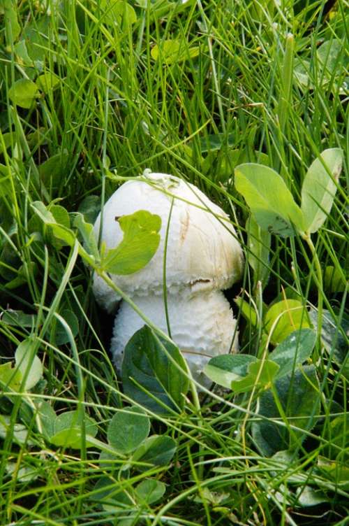 Mushroom Hidden In The Grass Grass Meadow