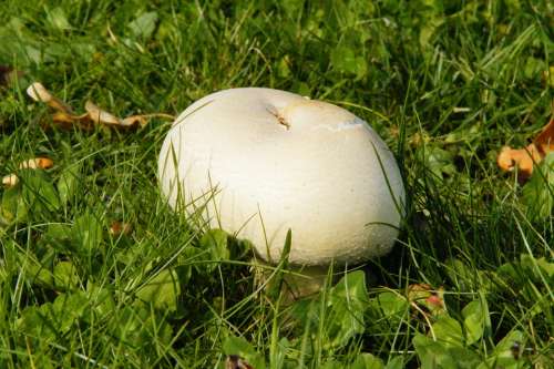 Mushroom Grass Meadow In The Grass White Mushroom