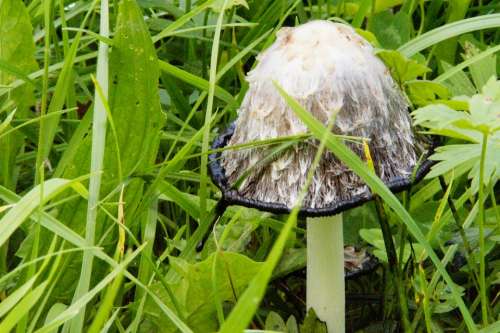 Mushroom Hidden Grow Autumn Mushroom Time Comatus