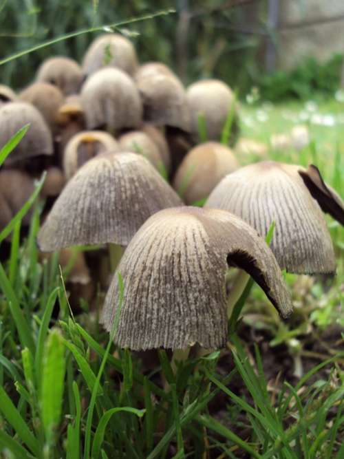 Mushroom Fungi Nature Green Fresh Injured Autumn