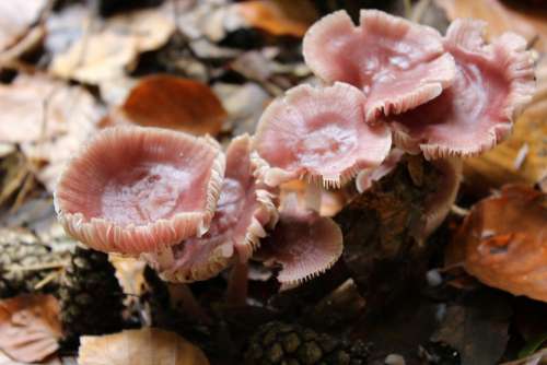 Mushroom Pink Forest Mushrooms Forest
