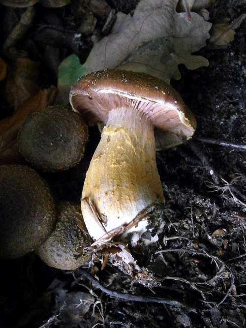 Mushroom Mushrooms Forest Forest Mushroom