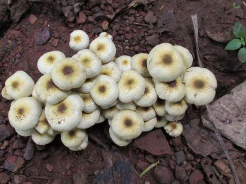 Mushroom Fungi Fungus Close-Up Food Mushrooms