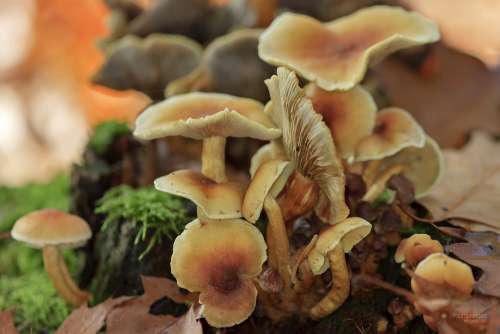 Mushroom Forest Nature Autumn Pilz