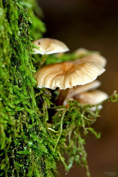 Mushroom Forest Nature Autumn Pilz