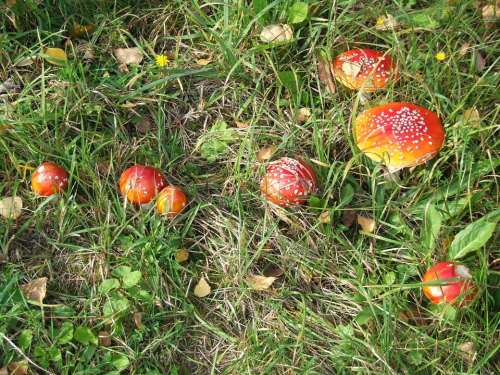 Mushroom Autumn Meadow Toxic Red Spotted Nature
