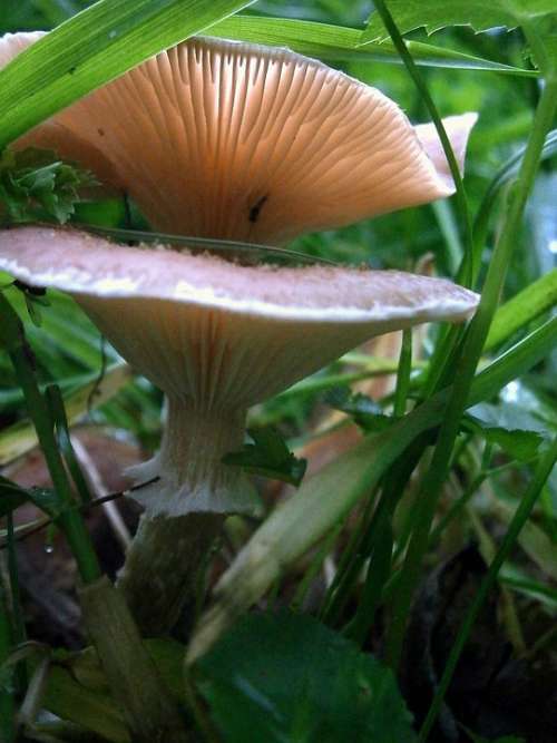 Mushroom Reddish Nature Forest Lights Up Autumn