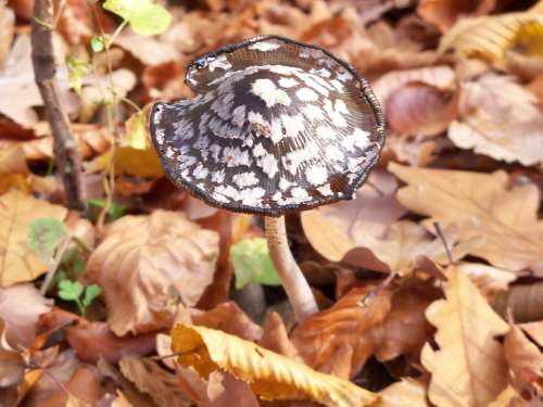 Mushroom Autumn Avar Forest