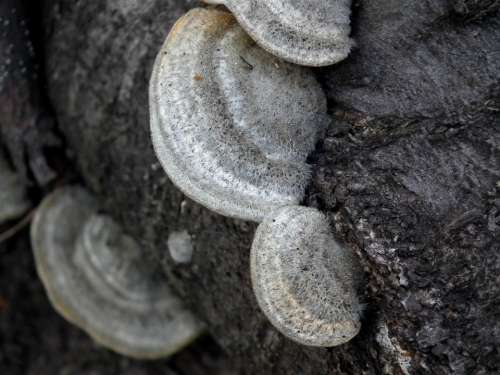 Mushroom Tree Fungus Forest Balance Beam Mushrooms