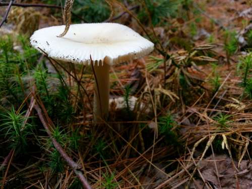 Mushroom Forest Nature Wood Ground Fungus