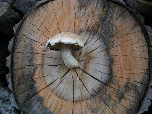 Mushroom Nature Log Sponge Grow Annual Rings