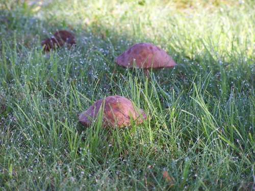 Mushroom Water Rain Field Eat Food Nature Wild