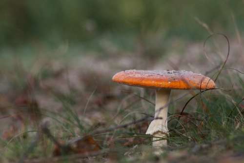 Mushroom Autumn Nature