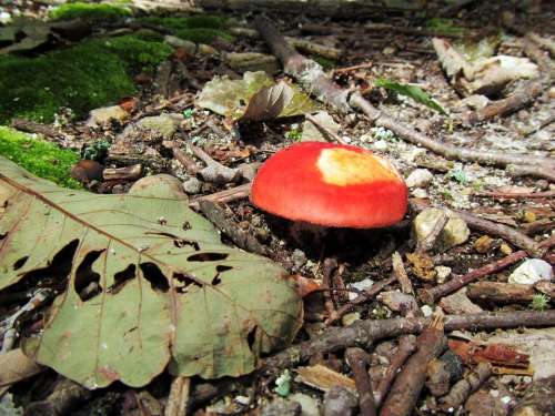 Mushroom Nature Woods Autumn Red Fungi Leaves