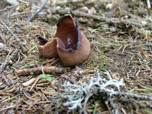 Mushroom Brown Coccinea Meadow Abyss Beech Hg